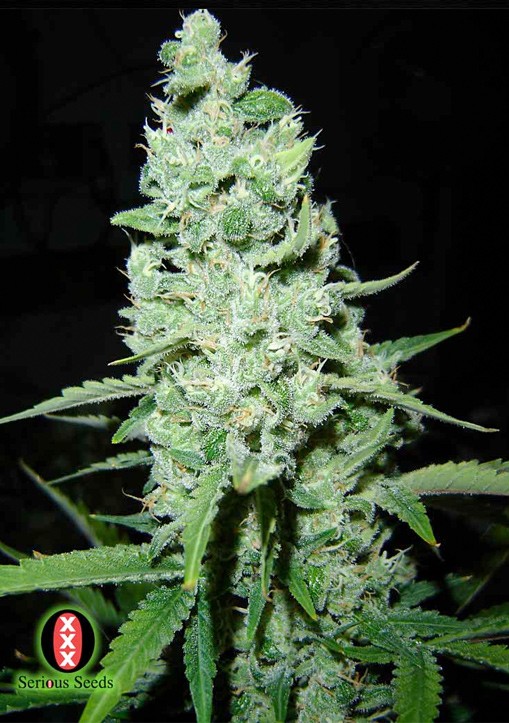 Ak-47 Regular - Serious Seeds