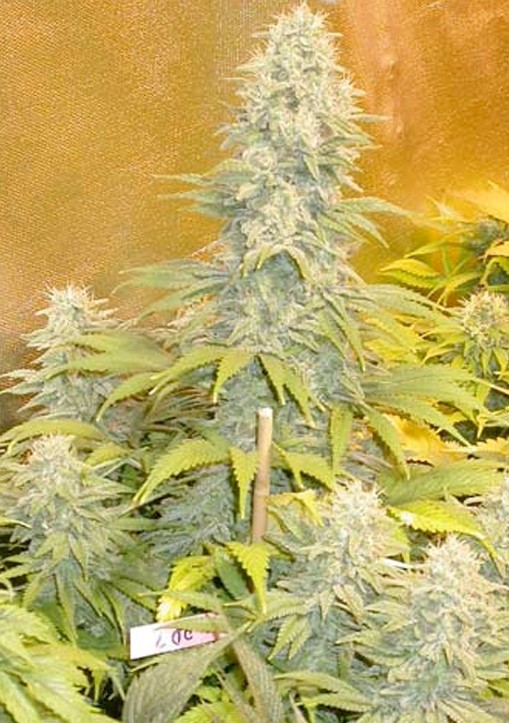 Double Dutch Regular - Serious Seeds