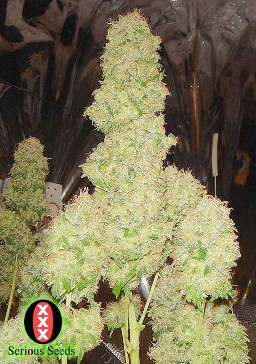 White Russian Femenina - Serious Seeds