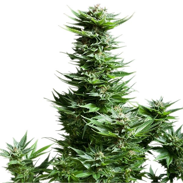 Shining Silver Haze – Royal Queen