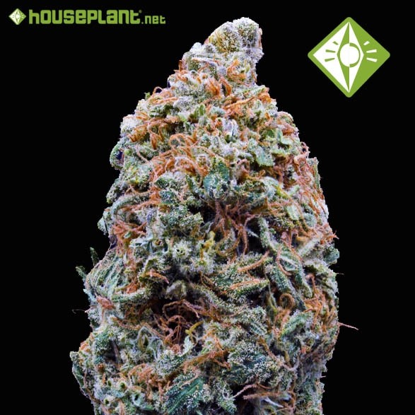 Shiskaberry - Houseplant Seeds - 25% T.H.C.