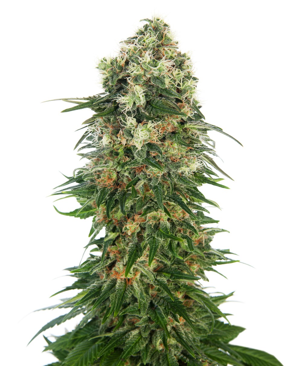 Shiva Skunk Auto - Sensi Seeds