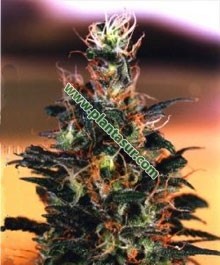 Brasil Regular – K.C Brains