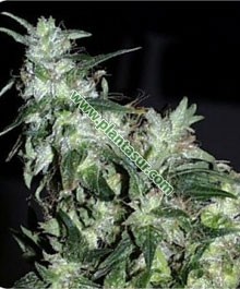 Haze Special Regular – K.C Brains