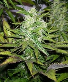 Northern Light Special Regular – K.C Brains