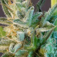 White Domina Max Auto – Kannabia Seeds