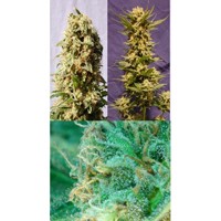 Guerilla Mix – Kannabia Seeds