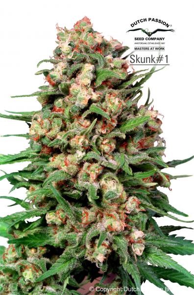 Skunk -1 Regular – Dutch Passion