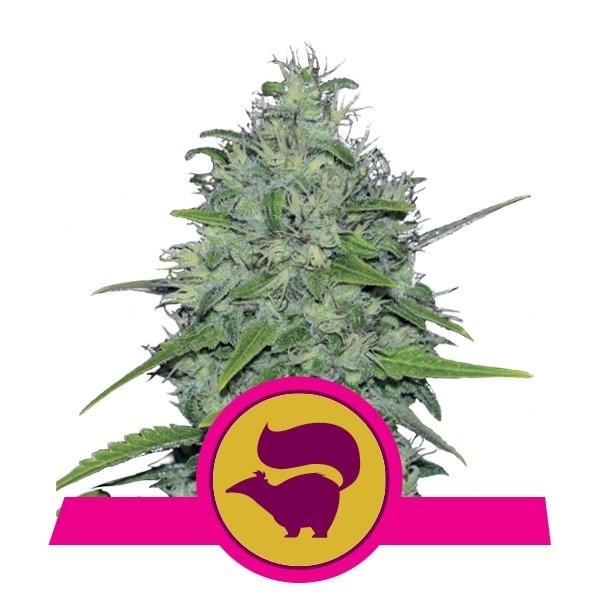 semillas skunk de royal queen seeds