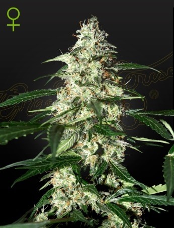 Skunk Auto - Green House Seeds