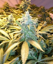 Snow White Fem – Nirvana Seeds