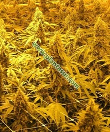 Pure Power Plant Fem – Nirvana Seeds