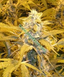 Bubblelicious – Nirvana Seeds