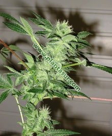 Chrystal – Nirvana Seeds