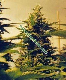 Ice – Nirvana Seeds