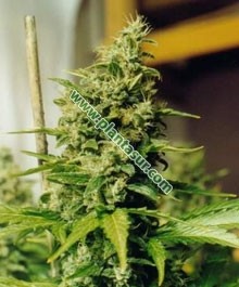 Master Kush – Nirvana Seeds