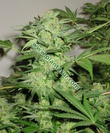 Northern Lights – Nirvana Seeds