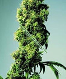 Short Rider Auto – Nirvana Seeds