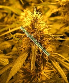 Super Skunk – Nirvana Seeds