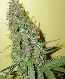 Swiss Cheese – Nirvana Seeds