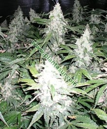 White Widow – Nirvana Seeds