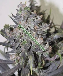 Blue Misty Regular – Nirvana Seeds