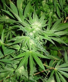 White Rhino Regular – Nirvana Seeds