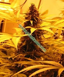 Aurora Indica Regular – Nirvana Seeds