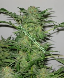 Ak-48 Regular – Nirvana Seeds