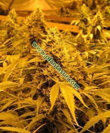 Papaya Regular – Nirvana Seeds