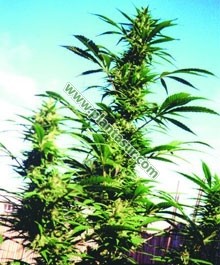 Kaya Gold Regular – Nirvana Seeds