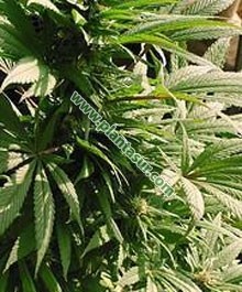 Medusa Regular – Nirvana Seeds