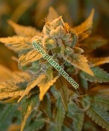 White Castle Regular – Nirvana Seeds