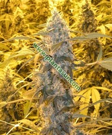 Wonder Woman Regular – Nirvana Seeds