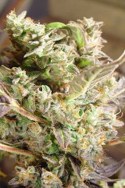 Somango – Soma Seeds 