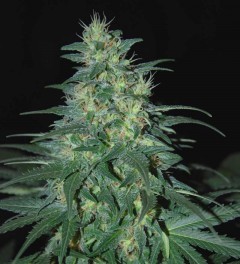 Sweet Coffee Ryder Auto - World Of Seeds