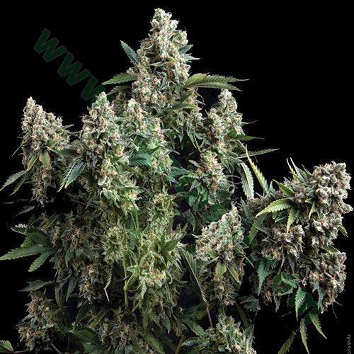 Auto Shark – Pyramid Seeds