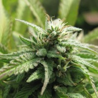 Royal Flush – Nirvana Seeds