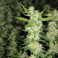 Auto Jock Horror – Nirvana Seeds