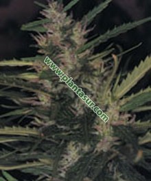 Durban Poison – Seedsman