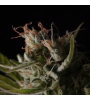 Sticky Wonder – BCN Seeds