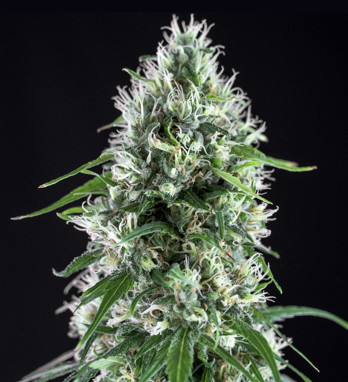 Super Silver Bilbo - Genehtik Seeds