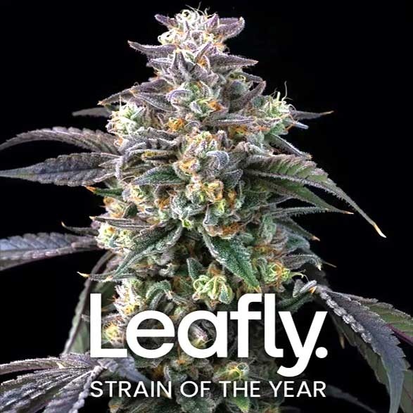 3 Semillas Feminizada - Garlic Cookies - Barney´s Farm