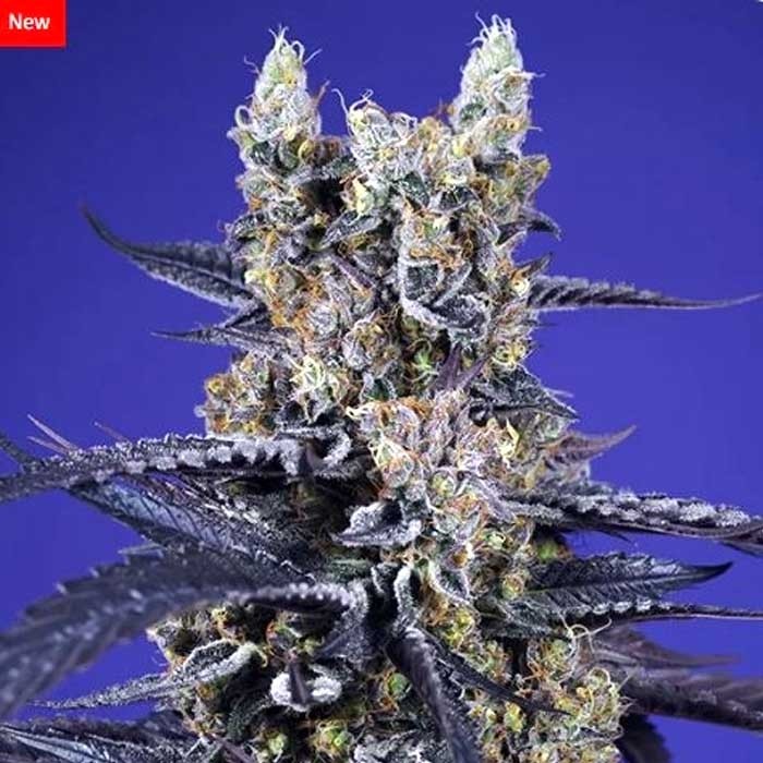 Super Boof XL Auto - Sweet Seeds