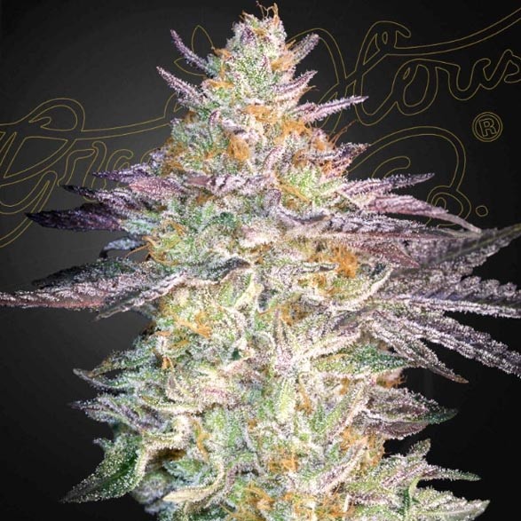 Super Lemon Haze x GMO - Green House Seeds