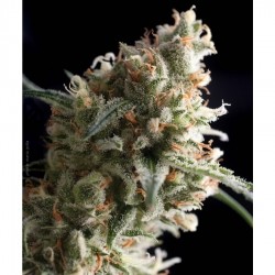 Super Hash – Pyramid Seeds