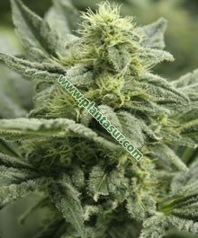 Afghanika Regular – Vulkania Seeds