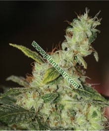 White Diesel – Vulkania Seeds