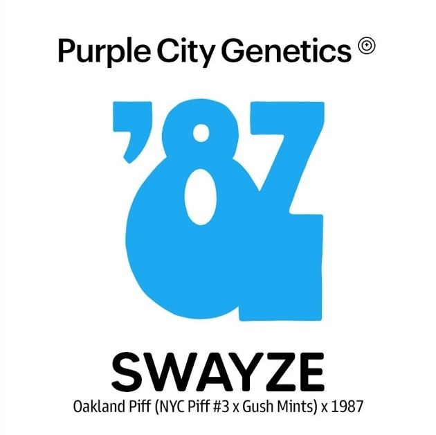 Swayze - Purple City Genetics - 10 Semillas Regulares