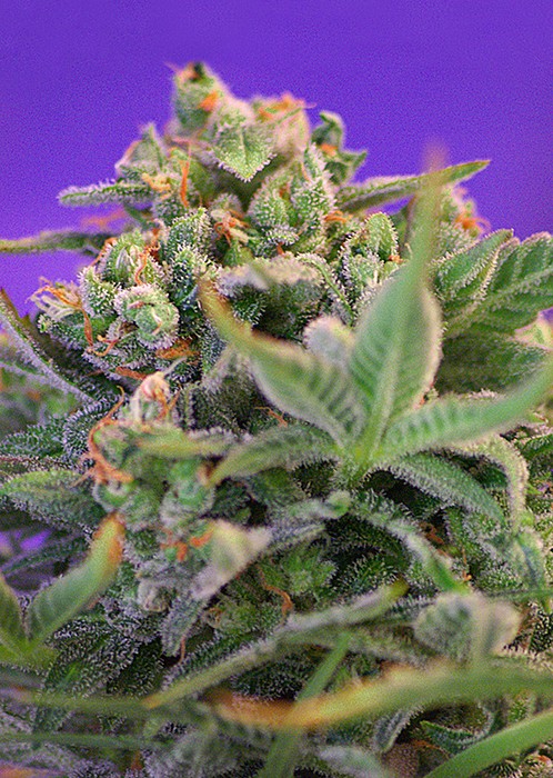 Sweet Cheese F1 Fast Version Sweet Seeds